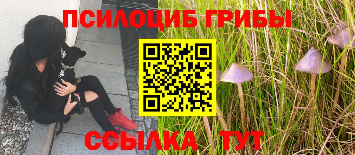 Галлюциногенные грибы Psilocybe Гуково